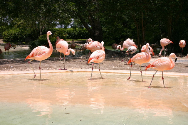 2005/06(June)/SeaWorld/640x480_2005-06-23-SeaWorld-50-Flamingos.JPG