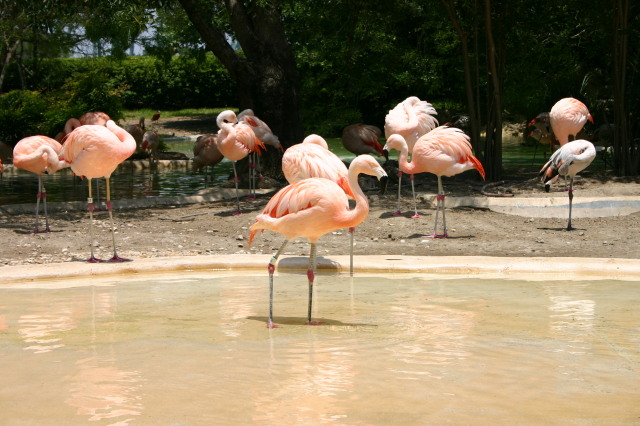2005/06(June)/SeaWorld/640x480_2005-06-23-SeaWorld-51-Flamingos.JPG