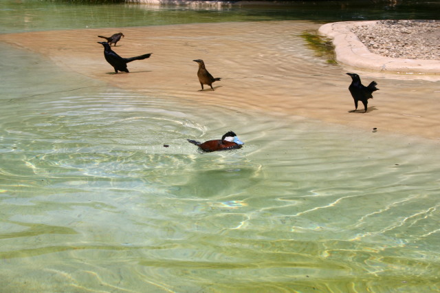 2005/06(June)/SeaWorld/640x480_2005-06-23-SeaWorld-53-Duck.JPG