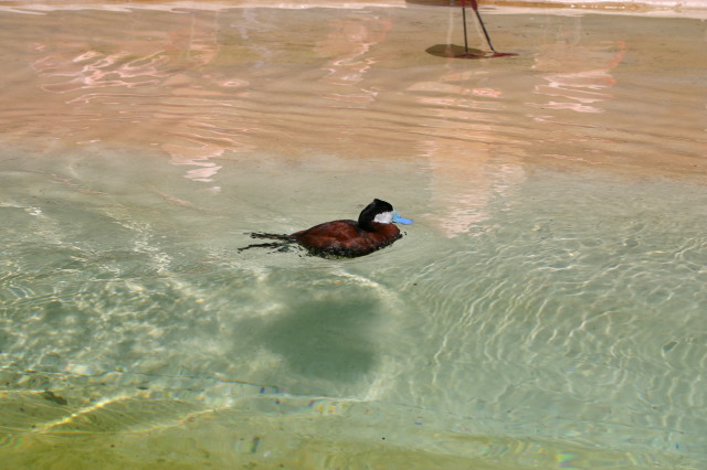2005/06(June)/SeaWorld/640x480_2005-06-23-SeaWorld-54-Duck.JPG