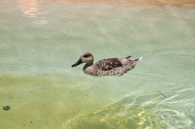 2005/06(June)/SeaWorld/640x480_2005-06-23-SeaWorld-56-Duck.JPG