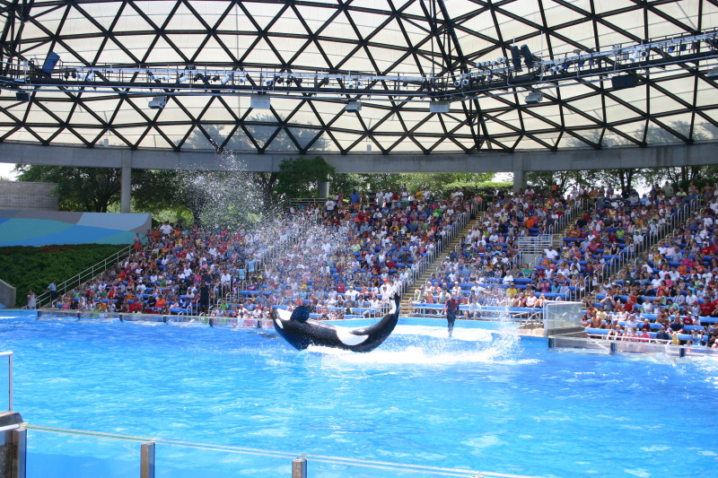 2005/06(June)/SeaWorld/800x600_2005-06-23-SeaWorld-16-Shamu.JPG
