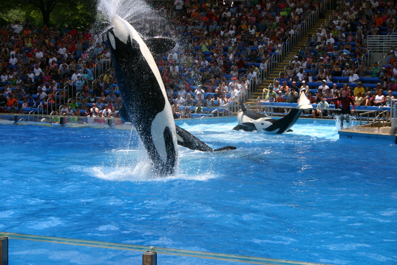 2005/06(June)/SeaWorld/800x600_2005-06-23-SeaWorld-17-Shamu.JPG