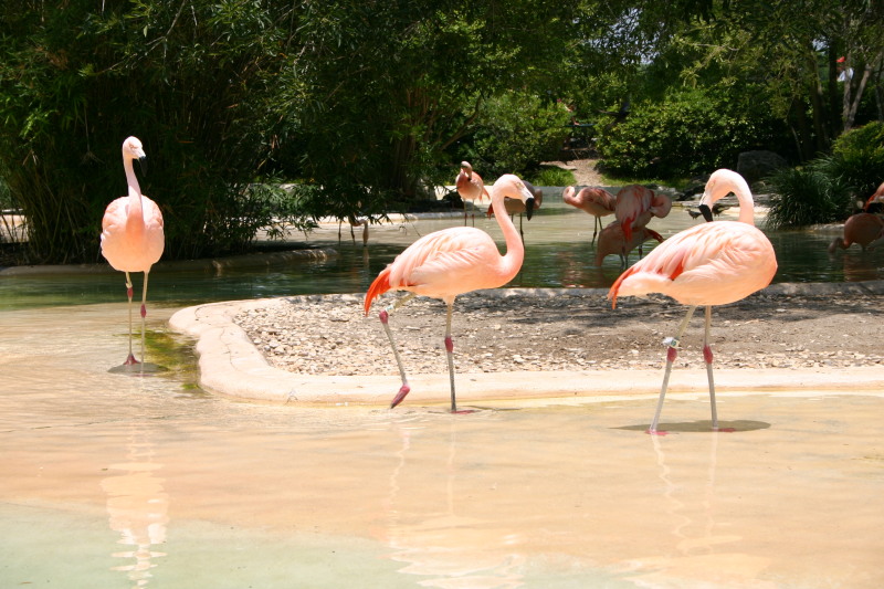 2005/06(June)/SeaWorld/800x600_2005-06-23-SeaWorld-48-Flamingos.JPG