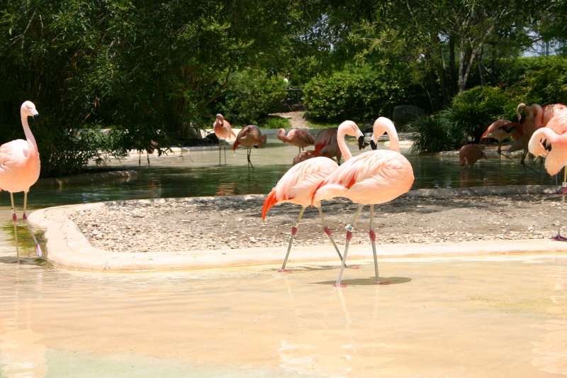 2005/06(June)/SeaWorld/800x600_2005-06-23-SeaWorld-49-Flamingos.JPG