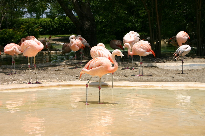 2005/06(June)/SeaWorld/800x600_2005-06-23-SeaWorld-51-Flamingos.JPG
