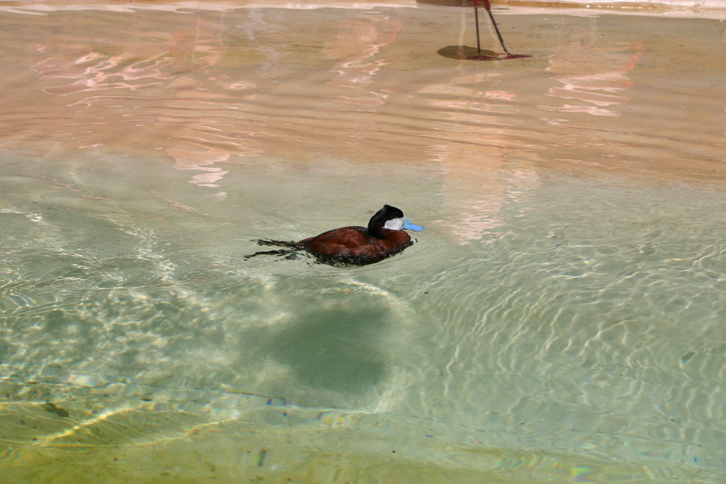 2005/06(June)/SeaWorld/800x600_2005-06-23-SeaWorld-54-Duck.JPG