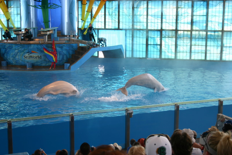 2005/06(June)/SeaWorld/800x600_2005-06-23-SeaWorld-88-Acrobat-show.JPG