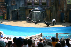 2005-06-23-SeaWorld-08-SeaLion-show.JPG
