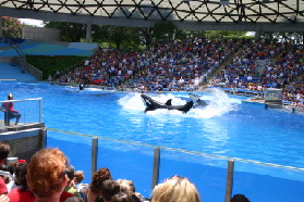 2005-06-23-SeaWorld-14-Shamu.JPG