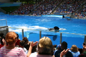 2005-06-23-SeaWorld-15-Shamu.JPG