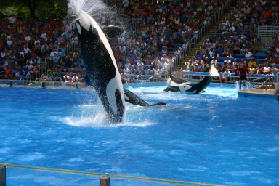 2005-06-23-SeaWorld-17-Shamu.JPG
