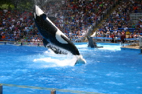 2005-06-23-SeaWorld-18-Shamu.JPG