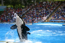 2005-06-23-SeaWorld-19-Shamu.JPG