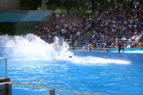2005-06-23-SeaWorld-21-Shamu.JPG