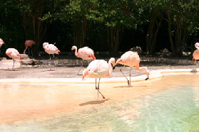 2005-06-23-SeaWorld-45-Flamingos.JPG