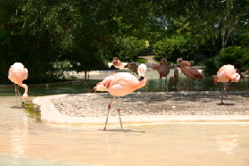 2005-06-23-SeaWorld-46-Flamingos.JPG