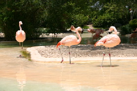 2005-06-23-SeaWorld-48-Flamingos.JPG