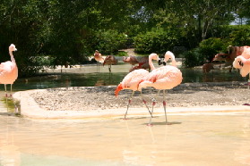 2005-06-23-SeaWorld-49-Flamingos.JPG