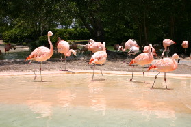 2005-06-23-SeaWorld-50-Flamingos.JPG