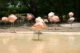 2005-06-23-SeaWorld-51-Flamingos.JPG