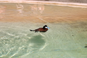 2005-06-23-SeaWorld-55-Duck.JPG