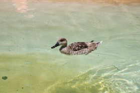 2005-06-23-SeaWorld-56-Duck.JPG