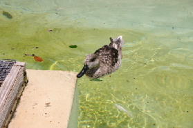 2005-06-23-SeaWorld-57-Duck.JPG