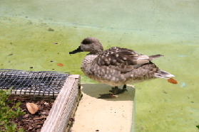 2005-06-23-SeaWorld-58-Duck.JPG
