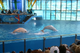 2005-06-23-SeaWorld-88-Acrobat-show.JPG