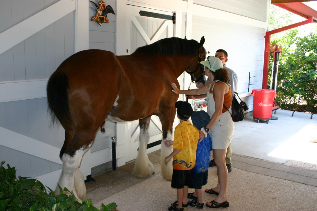 2005-07-01-SeaWorld-14-Budweiser-horse-Chance-Suzi-Dax.jpg