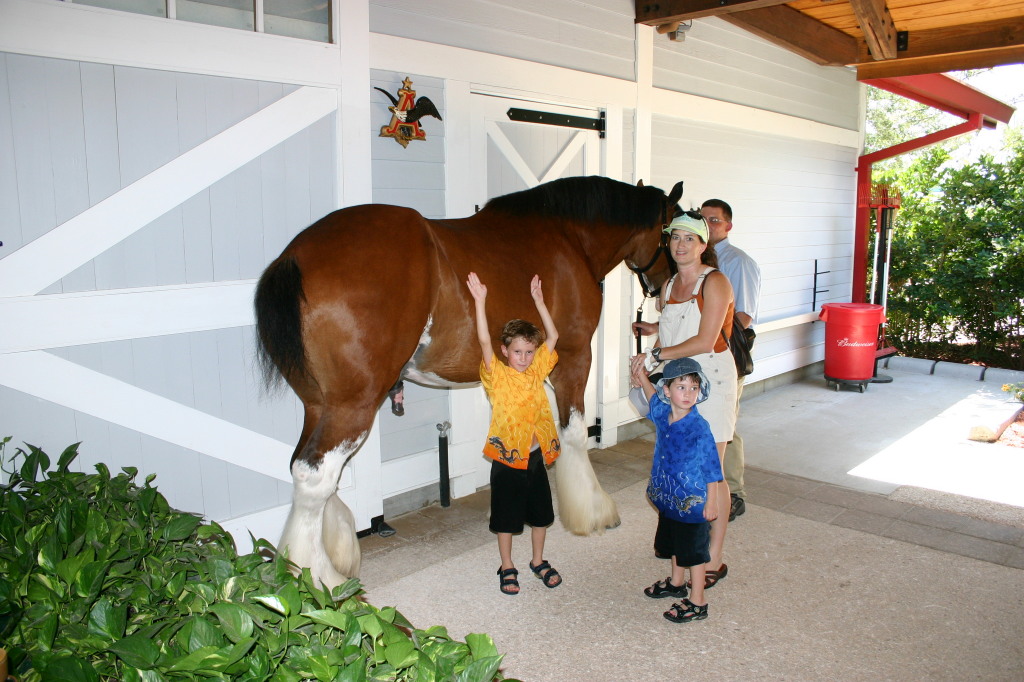 2005-07-01-SeaWorld-16-Budweiser-horse-Chance-Suzi-Dax.jpg