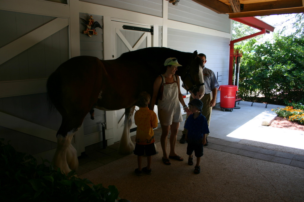 2005-07-01-SeaWorld-17-Budweiser-horse-Chance-Suzi-Dax.jpg