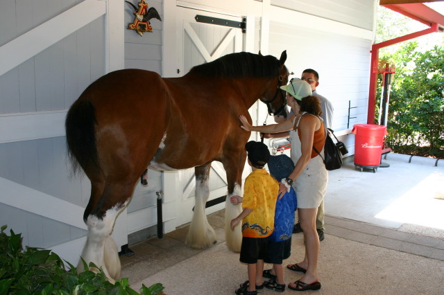 2005-07-01-SeaWorld-14-Budweiser-horse-Chance-Suzi-Dax.jpg