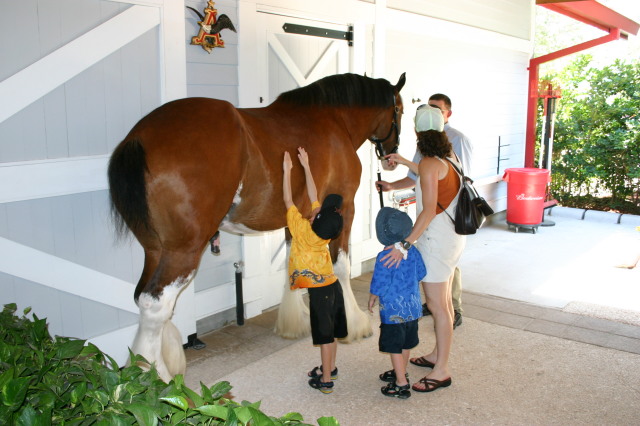 2005-07-01-SeaWorld-15-Budweiser-horse-Chance-Suzi-Dax.jpg