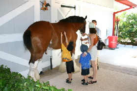2005-07-01-SeaWorld-15-Budweiser-horse-Chance-Suzi-Dax.jpg