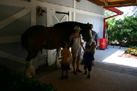 2005-07-01-SeaWorld-17-Budweiser-horse-Chance-Suzi-Dax.jpg
