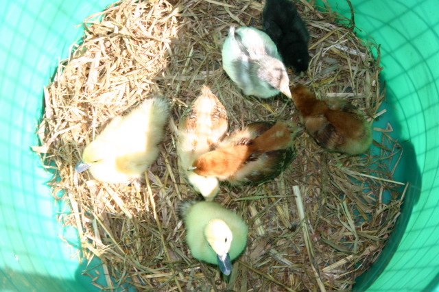 2005/08(August)/Case-Bday/640x480_2005-08-13-Case-Birthday-10-animals-ducklings.JPG
