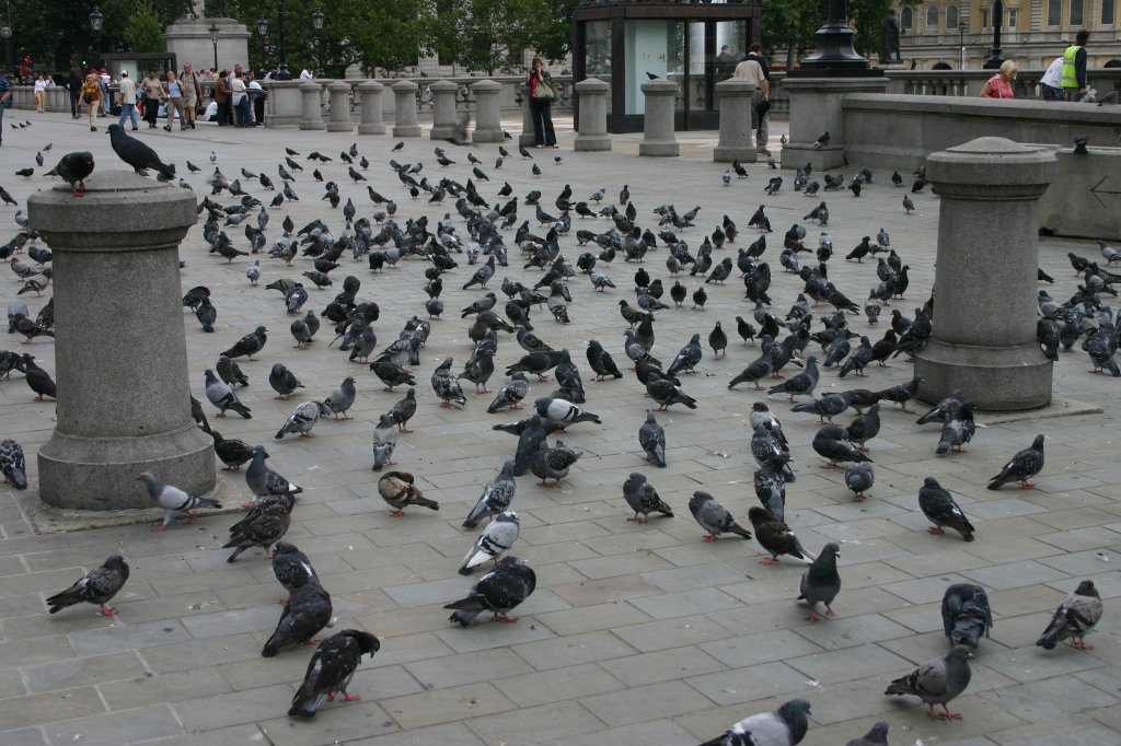 2005-09-06-London-14-Trafalgar-square-pigeons.JPG