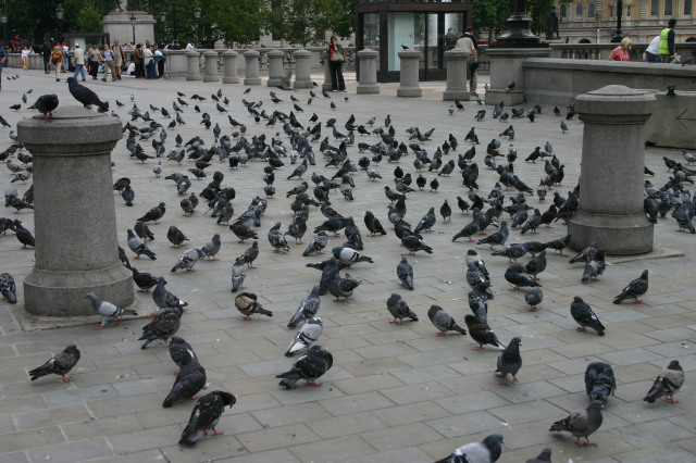 2005-09-06-London-14-Trafalgar-square-pigeons.JPG