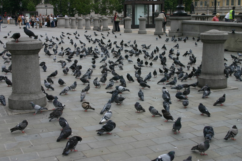 2005-09-06-London-14-Trafalgar-square-pigeons.JPG
