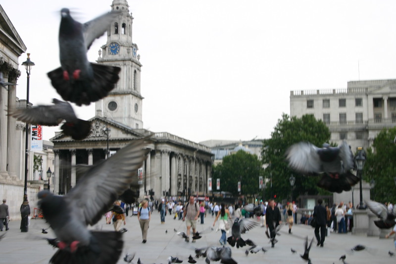 2005-09-06-London-15-Trafalgar-square-pigeons.JPG