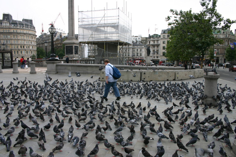 2005-09-06-London-16-Trafalgar-square-pigeons.JPG