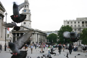 2005-09-06-London-15-Trafalgar-square-pigeons.JPG