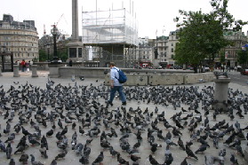 2005-09-06-London-16-Trafalgar-square-pigeons.JPG