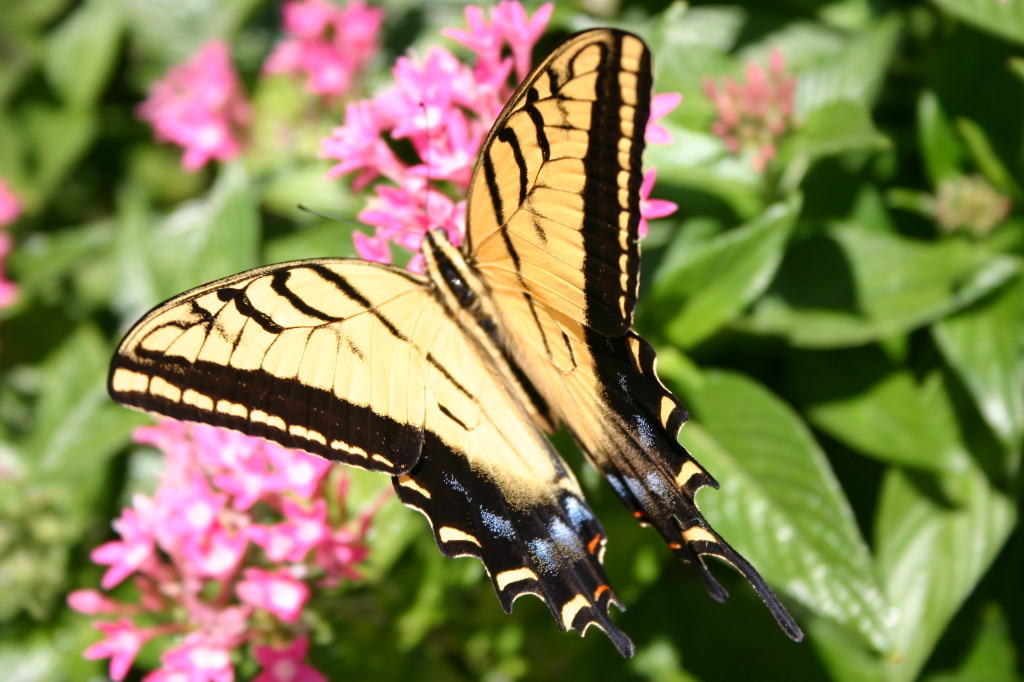 2005-09-18-Seaworld-with-Terhunes-097-butterfly.JPG