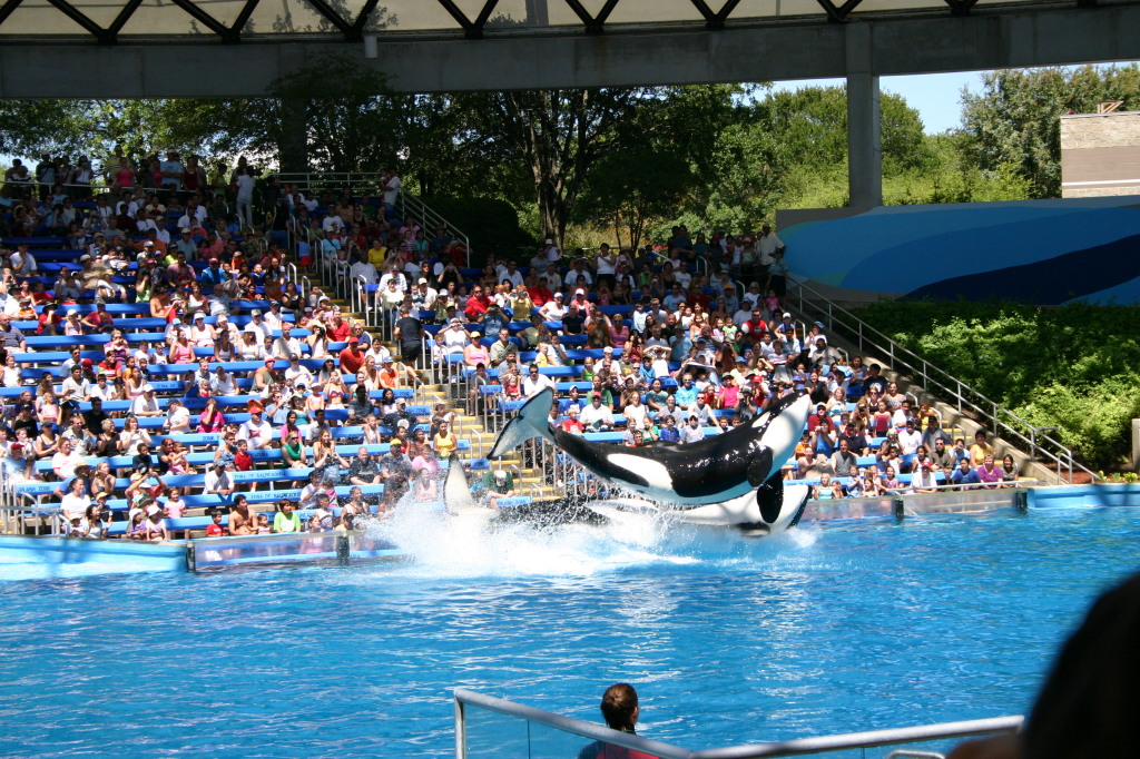 2005-09-18-Seaworld-with-Terhunes-114-shamu.JPG