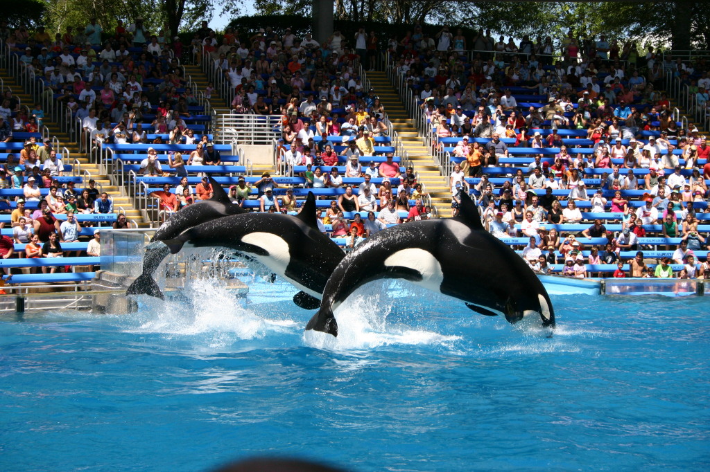 2005-09-18-Seaworld-with-Terhunes-117-shamu.JPG