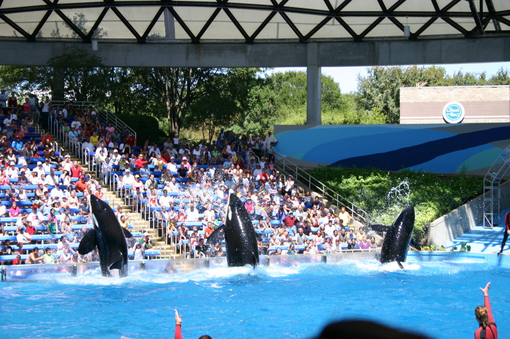 2005-09-18-Seaworld-with-Terhunes-119-shamu.JPG