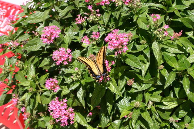 2005-09-18-Seaworld-with-Terhunes-094-butterfly.JPG